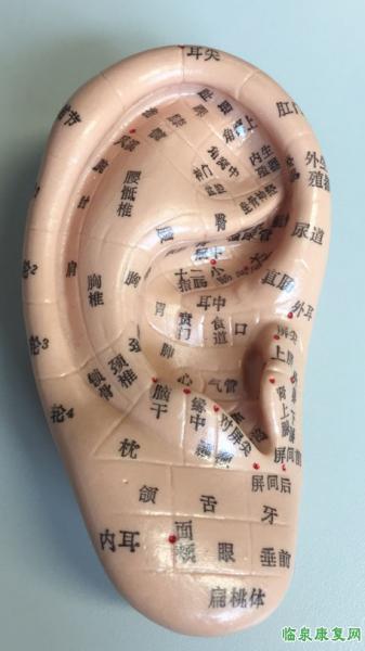 耳穴.jpg 耳穴.jpg